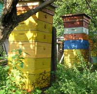 Все для пчеловодства и нформацыя по пчеловодству